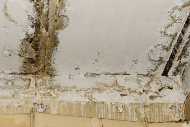 Professional Water damage restoration in Blackwater, AZ